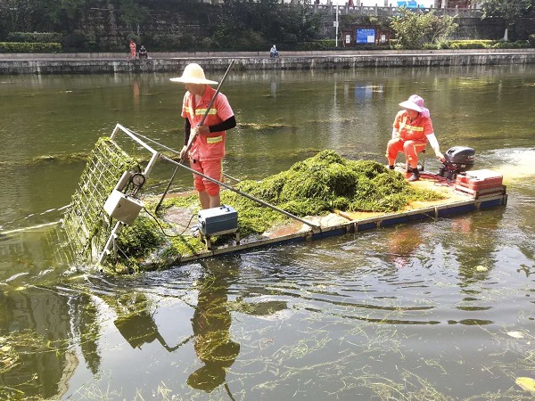 水生植物绿化养护的主要工作有哪些